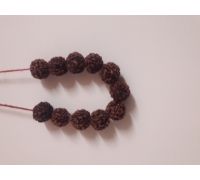 Siddh Rudraksha mala 11 beads 5mukhi Rudraksha mala