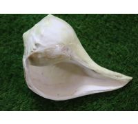 Dakshinavarti shankh. big size dakshinavarti shell 10 inches