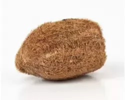 Ekakshi  nariyal one eyed coconut