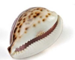 Vishnu kaudi big size kodi koudi