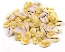 Peeli Kodi yellow kodi pili Kodi  koudi 11piece