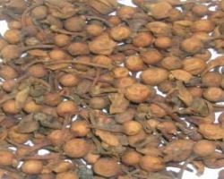 Nagkeshar nagkesar 100gm  brand seema  govind