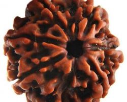 7 mukhi Rudraksha nepali 7 face Rudraksha