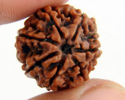7 mukhi Rudraksha Nepali 7 face Rudraksha  nepali 22mm