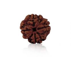 4 mukhi Rudraksha 4 face Rudraksha nepali