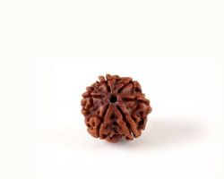 6mukhi Rudraksha Nepali 6 face Rudraksha nepali