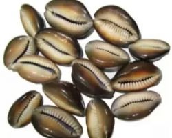 Black kodi black koudi Laxmi  kodi 5piece