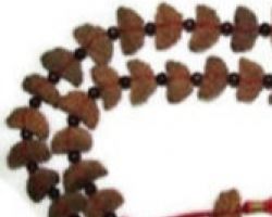 1 mukhi rudraksh mala 1 face rudraksh mala 21 beads