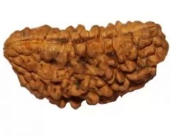 1face Rudraksha 1 Mukhi Rudraksha ek mukhi rudraksha nepali moon shape