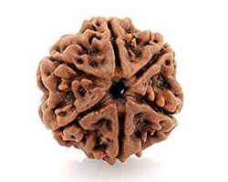 6face Rudraksha Nepali 6mukhi Rudraksha nepali
