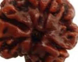 3Face Rudraksha 3mukhi Rudraksha 20mm