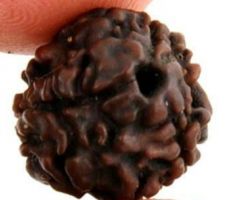 3mukhi Rudraksha Nepali 3face Rudraksha nepali