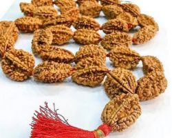 2face Rudraksha mala 2mukhi Rudraksha mala 21 beads