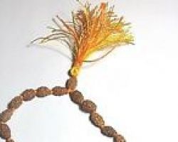 2mukhi Rudraksha mala 2 face Rudraksha mala 11 beads
