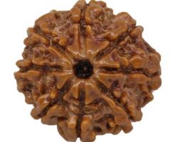 8 mukhi Rudraksha nepali 8 face rudraksh 24mm