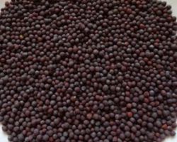 Rai black mustard seeds 500gm