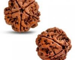 5Mukhi Rudraksha 5 face Rudraksha Nepali  2 piece
