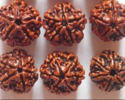 5 face Rudraksha Nepali  set of 5 mukhi rudraksh set of 6