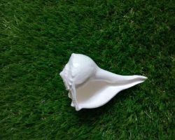 Dakshinavarti shankh dakshinavarti shell 5 inches white conch