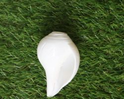 Vamvarti shankh vamavarti blowable conch 10cm Rameshwar