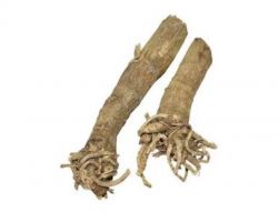 Madar ki jad safed aak ki jad