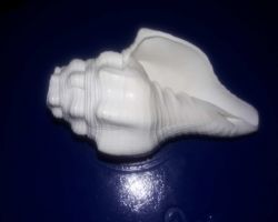 Vamvarti shankh vamavarti  blowing shankh blowable conch bajane wala shankh 4 inches