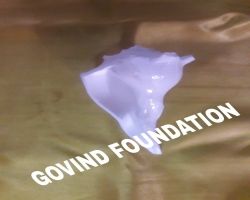 Dakshinavarti shankh  dakshinavarti right side dakshinavarti shell 4 inches white