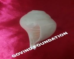 Vamvarti shankh blowable conch vamavarti shankh 5 inches