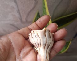 Shankh Shell small size 2 inches Dakshinaavarti