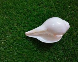 Vamavarti shankh blowing shankh plain bajane wala shankh left hand shell 4 inches