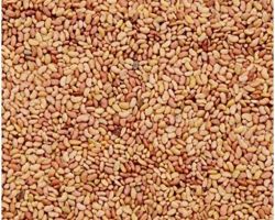 Alfalfa seeds edible 200gm