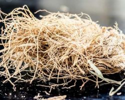 khus root khas khas grass vetiver root 100gm
