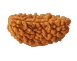 1Face Rudraksha ek mukhi Rudraksh. chandrakar 1 mukhi Rudraksha