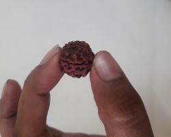 5Face Rudraksha 5mukhi Rudraksha nepali 24mm