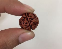 4Face Rudraksha 4 mukhi Rudraksha nepali 24mm