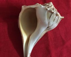 Dakshinavarti  shankh right handed Pooja shankh  dakshinavarti shell conch 5 inches brown line