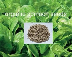 Organic spinach seeds for farming palak seeds  50gm