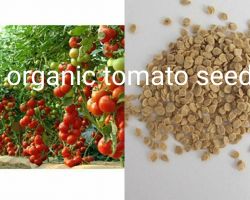 Organic tomato seeds for growing tamater beez 25 seeds