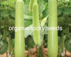 Organic bottle guard seeds organic lucky seeds for farming 5 seeds
