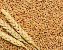 Organic wheat whole 5kg pack