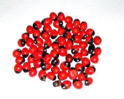 Lal gunja seeds original rakt gunja beez 51 seeds