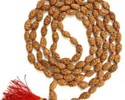 2 face rudraksh mala 108 beads original 2 mukhi rudraksha mala