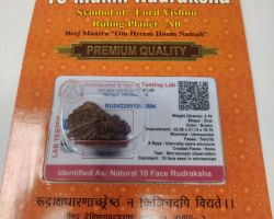 10 face rudraksh nepali original best quality 10 mukhi rudraksha certified