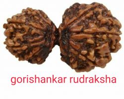 Gorishankar rudraksha original nepali gorishankar rudraksh