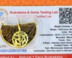 Ek mukhi rudraksha chandrakar with golden cap one face rudraksh moon shape lab certified