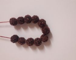 Siddh Rudraksha mala 11 beads 5mukhi Rudraksha mala