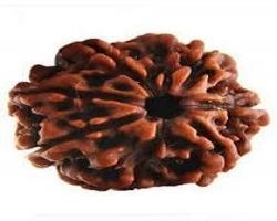 5Face Rudraksha Nepali Lab certified 5 mukhi Rudraksha udraksh nepali