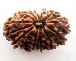 12 Mukhi Rudraksha  12face Rudraksha nepali 26mm