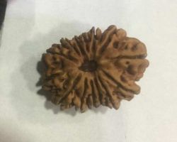 14Face Rudraksha nepali 14 mukhi rudraksh rare nepali