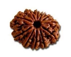 11Face Rudraksha nepali 11 mukhi Rudraksha 26mm